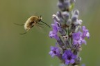 In Volo Vicino al Fiore