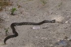 strizza mattutina