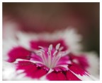 Eos 5d canon 100mm macro flash twin lite mt- 24 Ex

Mi date qualche consiglio, era da un po che non scattavo :)

Un saluto