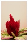 Eos 5d canon 100mm macro flash twin lite mt- 24 Ex

Mi date qualche consiglio, era da un po che non scattavo :)

Un saluto