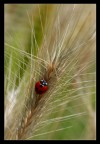coccispiga..