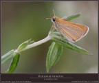 OCHLODES VENATUS
