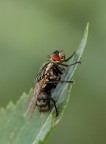 Solo una mosca