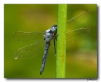 Libellula 5
