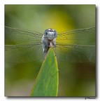Libellula 6