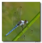 Libellula 10