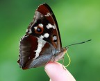 Apatura iris &quot;Purple Emperor&quot;