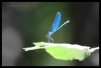 Libellula