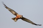 Falco di palude