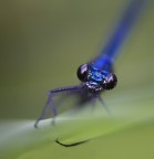 Cometa blu