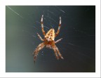 SPIDER.