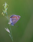 Semplice... piccola e fragile