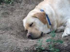 Dolce dormire