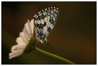 al calar del sole