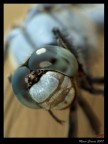 Faccia da .. libellula