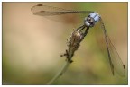in planata