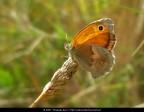 La fotografia  stata scattata con una macchina fotografica digitale. In un secondo momento  stata ritoccata a computer aumentando il contrasto e regolando la colorazione.

Soggetto: Pyronia cecilia su una spiga - Riserva dell'Insugherata - Roma

Tecnologia: Nikon Coolpix L5 e Adobe Photoshop