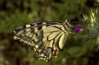 farfallina