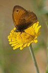Farfallina
