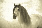 horse painting