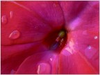 pioggia sui fiori