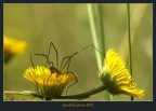 Opilionide ambientato