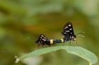 Two Syntomis Phegeae