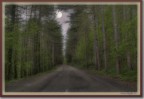Vieni,..c' una strada nel bosco