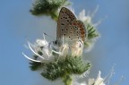 Farfallina
