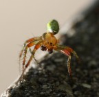 spider multicolor