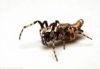 Cyclosa sp.