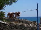 Polpi a Rodi