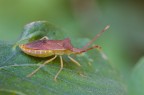 Coreus Marginatus