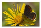 Lysandra bellargus f.