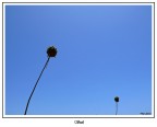 Steli