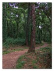 Nel Bosco