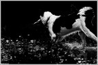Doggi :)