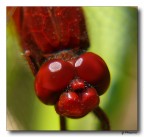 Red Dragonfly - primo piano
