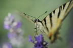 La Farfalla e Il Fiore