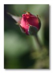 Dreamy Rose