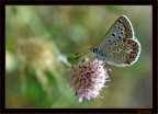 Farfallina