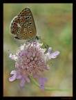 Farfallina 2