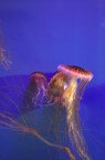 Meduse all'acquario di Genova