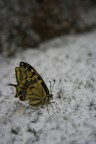 ...era appena uscita dal bozzolo, sfocata lo so ma non avevo il cavalletto con me, uff