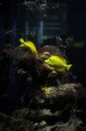 Acquario di Genova
