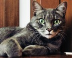 RITRATTO DI GATTO I