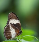Una farfallina