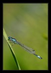 damigella blu