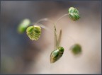 campanelline