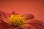 delicatezze in rosso